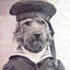 VINTAGE PICTURE OF A DOG DRESSED AS A SAILOR