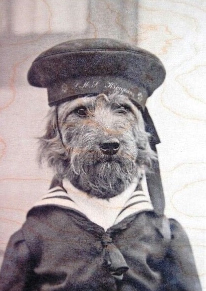 VINTAGE PICTURE OF A DOG DRESSED AS A SAILOR