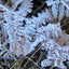 a picture made by Lilian Vos, during one of her walks with dogs in the forest. frozen dew on dried up ferns.