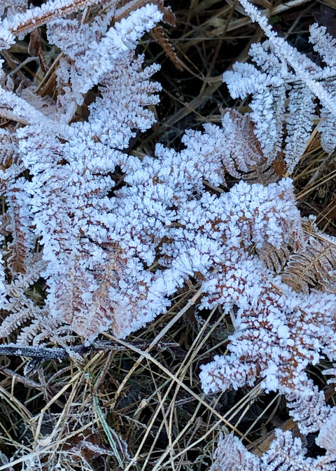 a picture made by Lilian Vos, during one of her walks with dogs in the forest. frozen dew on dried up ferns.